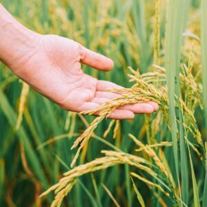 Produtor rural analisando uma plantação de arroz