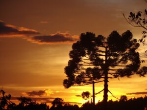 Sustentação Oral na Advocacia Ambiental: Uma Análise Aprofundada no Contexto de um dos Maiores Casos de Poluição Atmosférica do Rio Grande do Sul